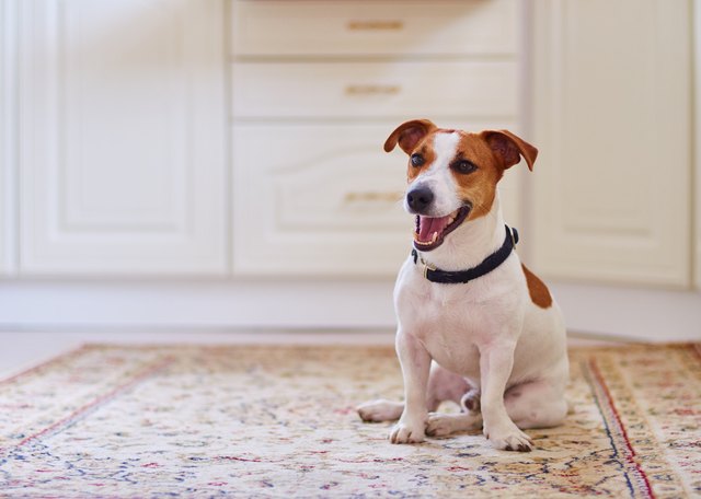 Train your dog to best sale poop in one spot