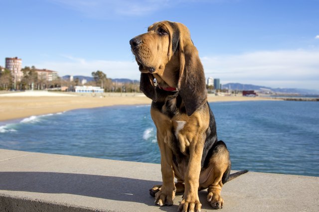 Beautiful Bloodhound puppy at 5 months.