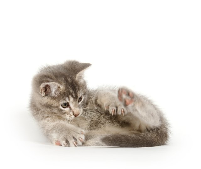 Gray kitten chasing tail on white