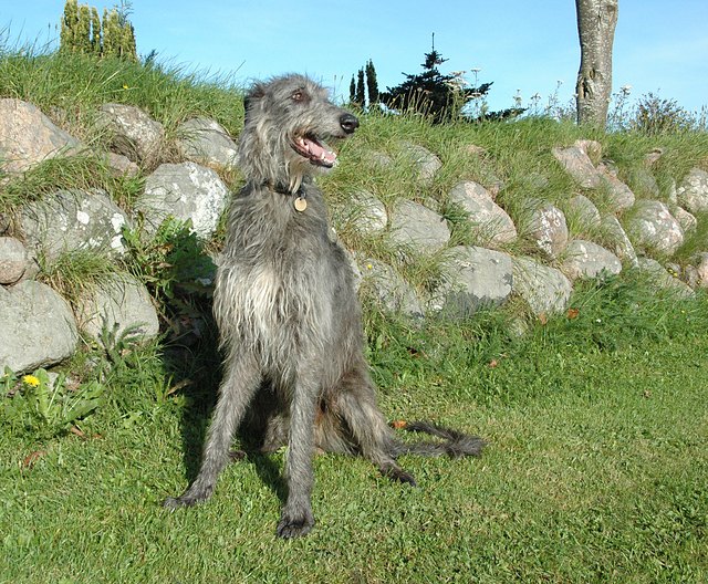 Scottish Deerhound