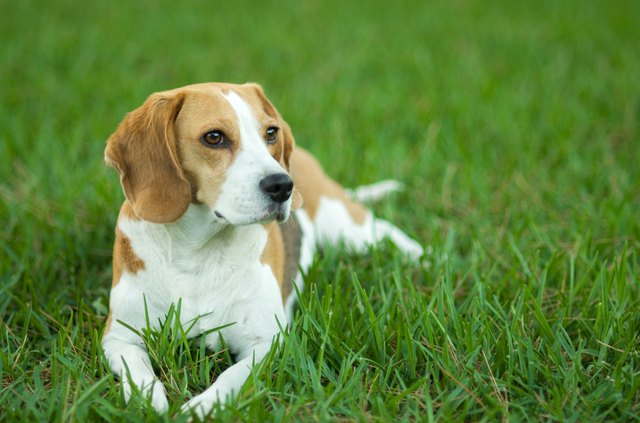 Beagle dog on the lawn