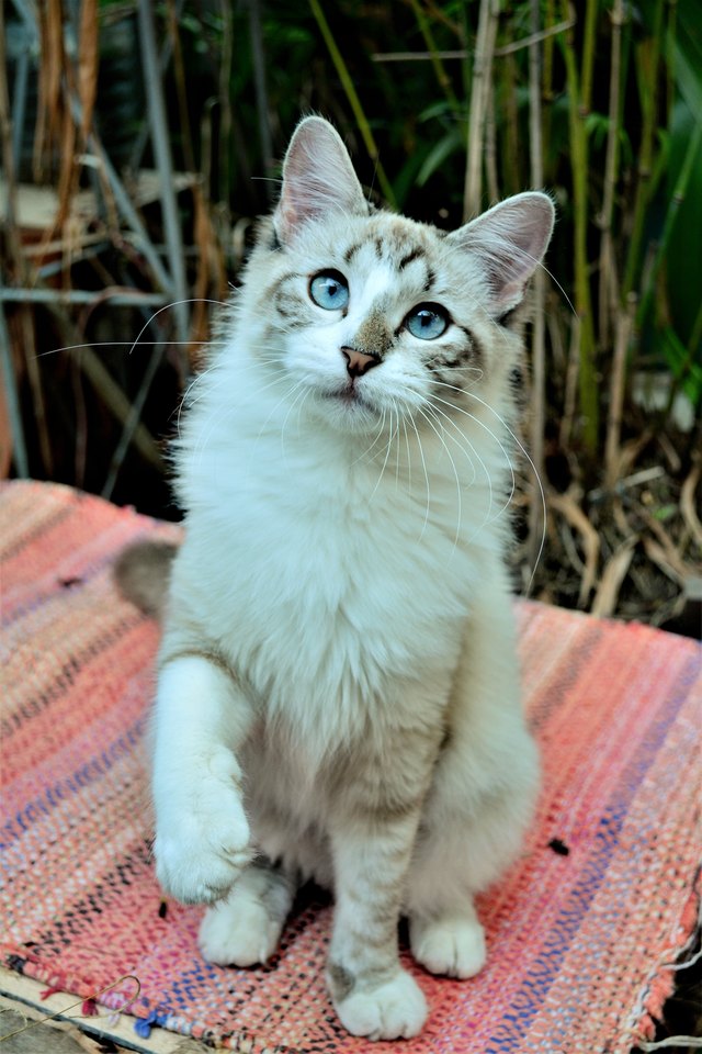 Gatinha siamesa levantando a patinha em cima do tapete