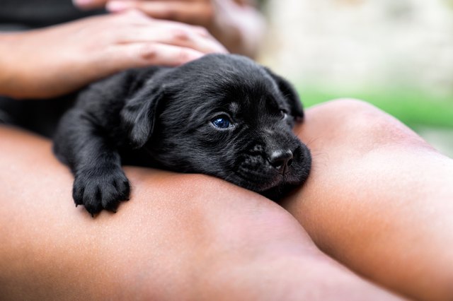 young cute black labrador retriever dog puppy lying on the knees of a tanned young woman relaxing and getting massaged