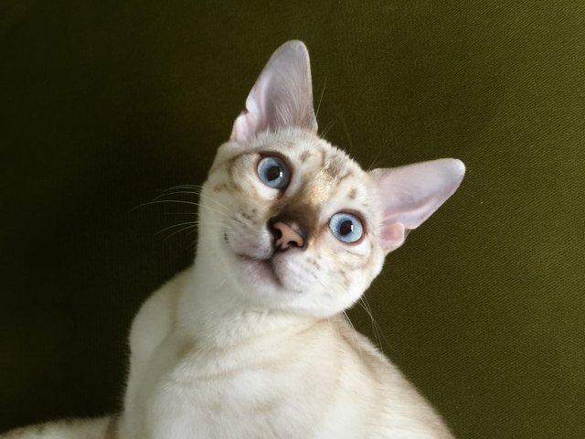 Bengal cat close up