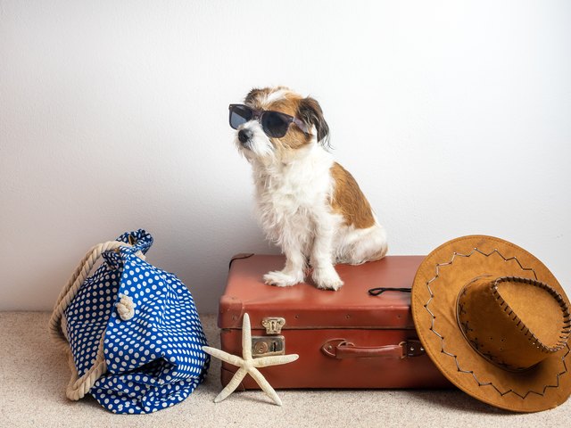 HUnd mit Sonnenbrille auf einem geschlossenen Lederkoffer