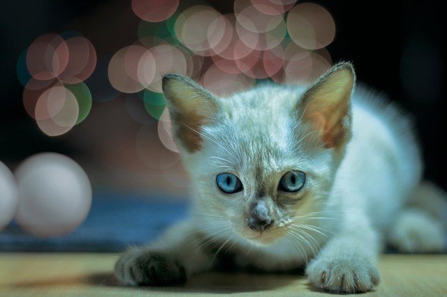Close-Up Portrait Of Kitten On Floor At Night