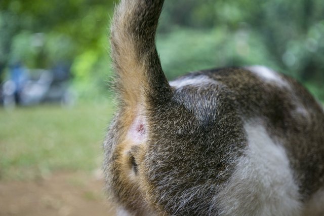 Cat's bottom