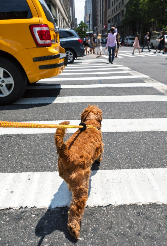 Walking small dog on the streets of New York City