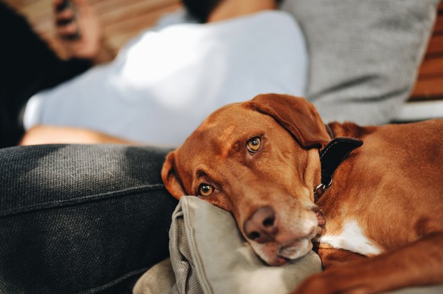 Beautiful Vizsla dog looking at the camera