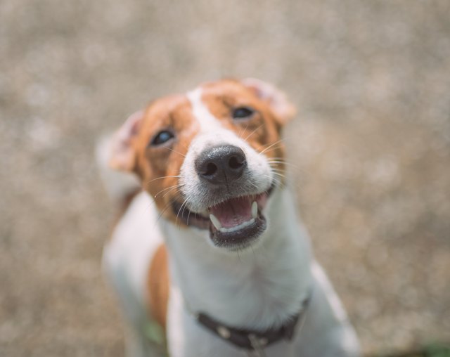 Little playful Jack Russell Terrier dog playing in garden in morning