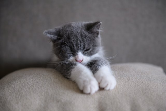 Cute British short Hairy cat