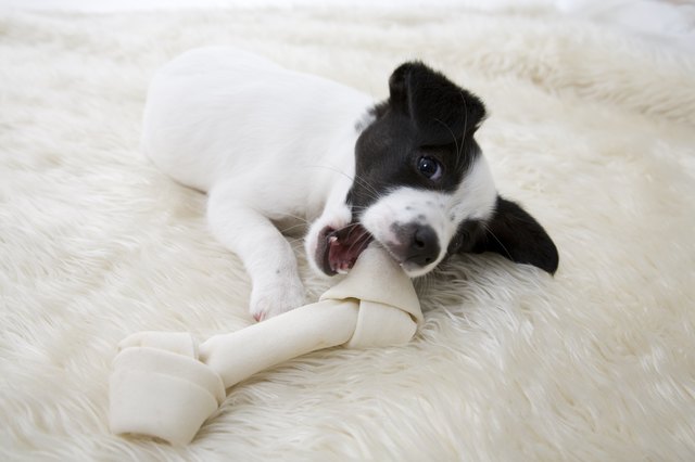 Little Pup With Bone