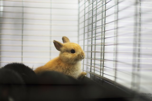 Rabbit sales rattling cage