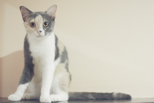Cute cat in home