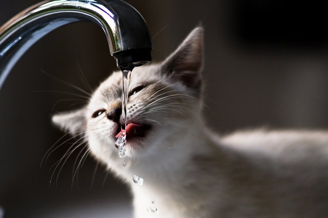 Signs of Dehydration in Cats | Cuteness