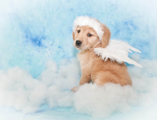 Sweet Angel Puppy