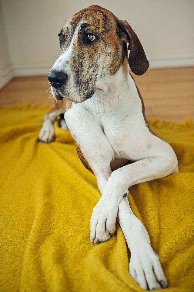Big dog laying on blanket