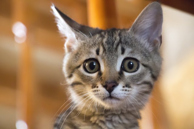 A little naughty kitten