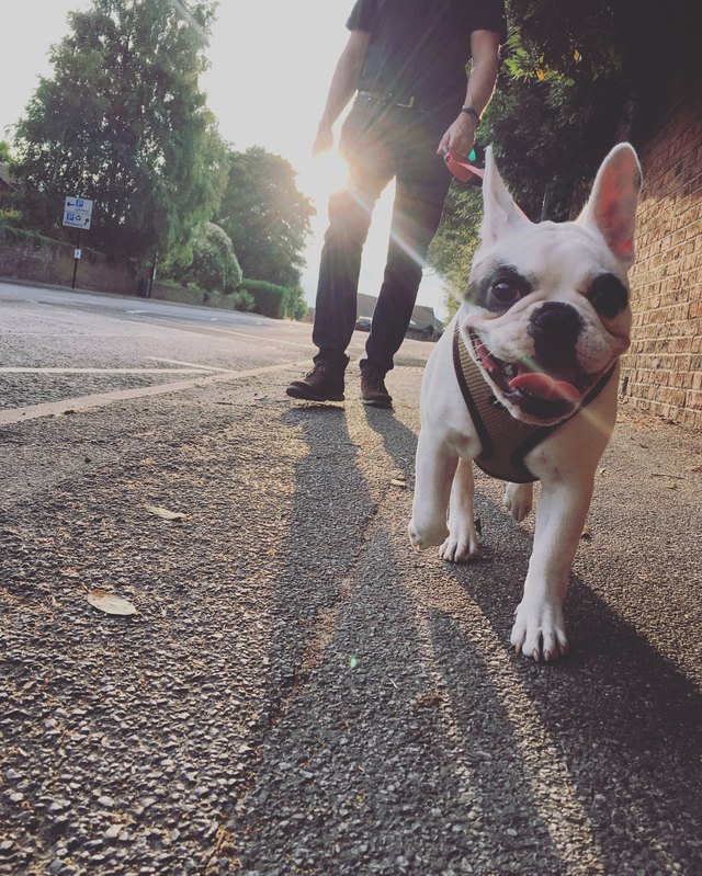 Walking French Bulldog in the evening, England
