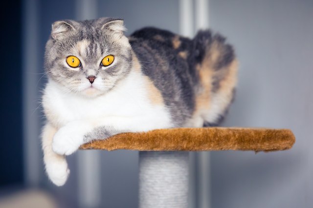 Cute scottish fold cat resting on a cat tree