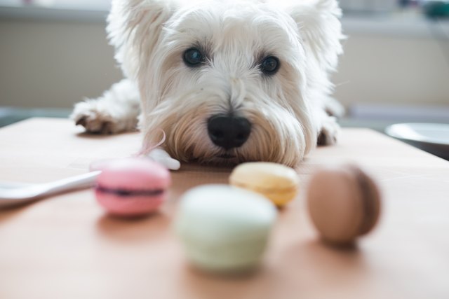 why is chocolate not good for dogs