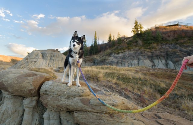 Little dog with head tilt looking at camera in a beautiful setting