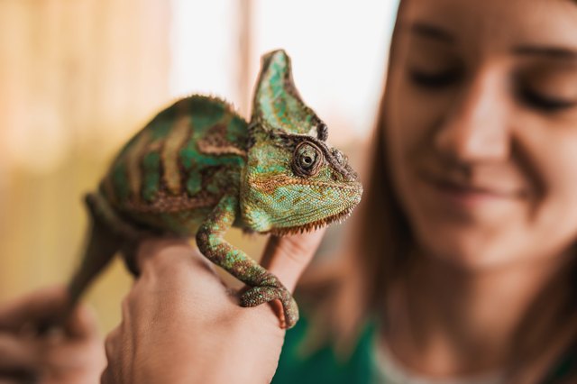 What Fruits & Vegetables Can Chameleons Eat? | Cuteness