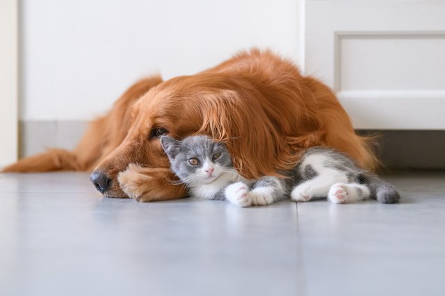 Golden Retriever and Kitten