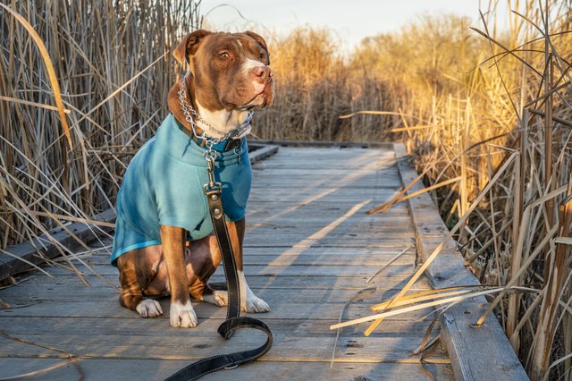 pit bull dog in warm jacket on a walk