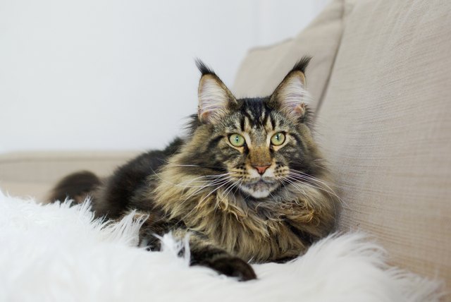 Maine coon cat lying on white blanket