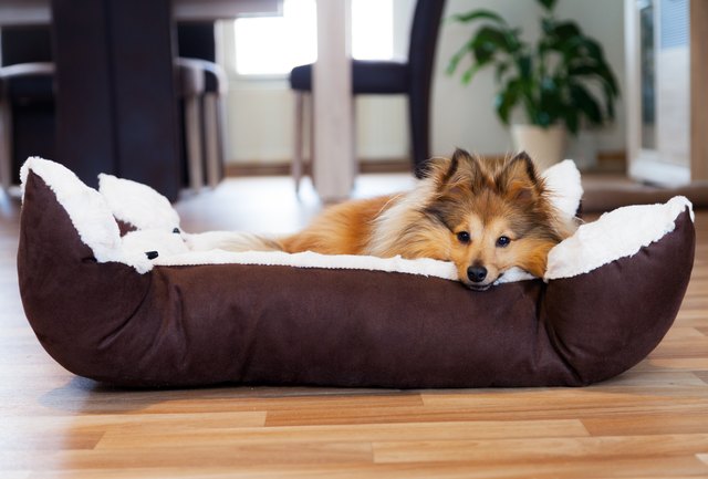 Sheltie dog in cozy dog bed