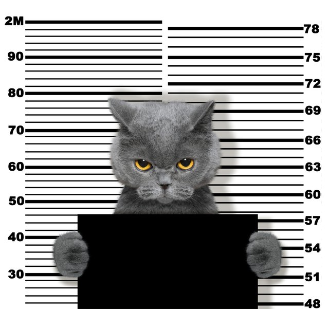 Bad cat at the police station. Photo on white