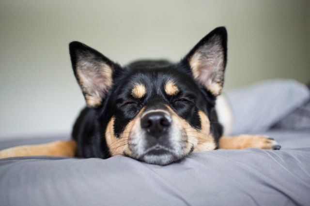 Close-Up Of Dog Sleeping On Bed At Home