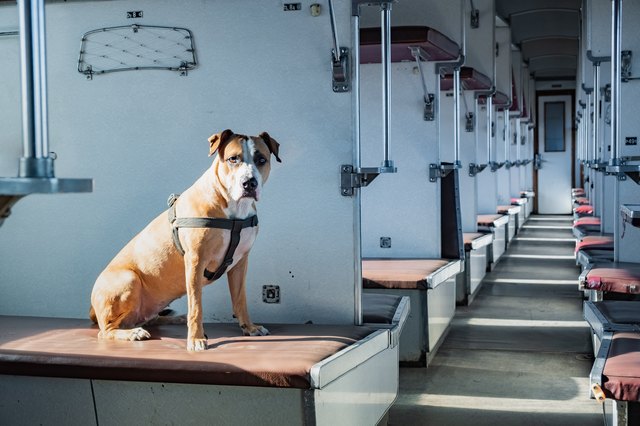 Dog sits in an empty vintage passenger train car