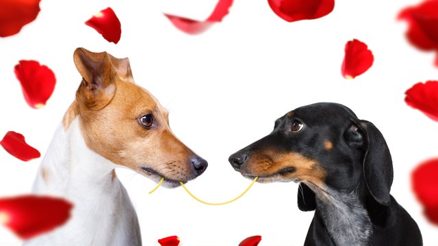 couple of dogs in love sharing spaghetti surrounded by red rose petals