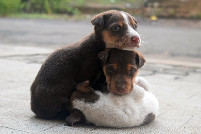 Close-Up Of Puppies
