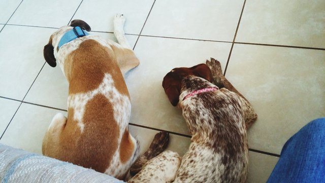 High Angle View Of Dogs Lying On Floor At Home