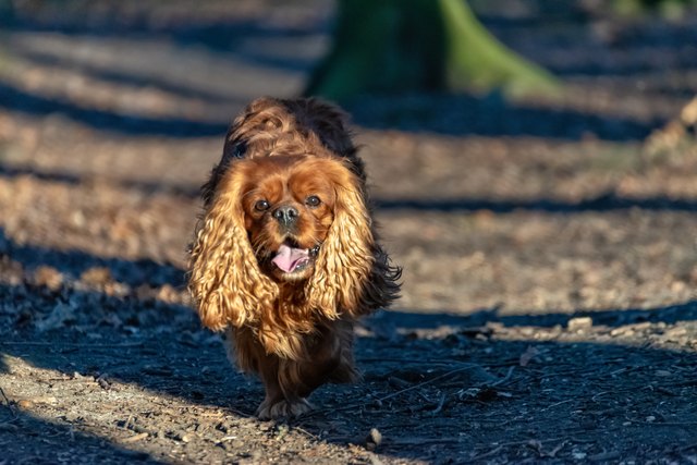 Cavalier King Charles Spaniel dog is having fun in the forest