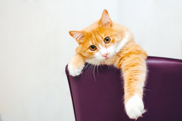 ginger cat at white background stick out his paw from purple chair
