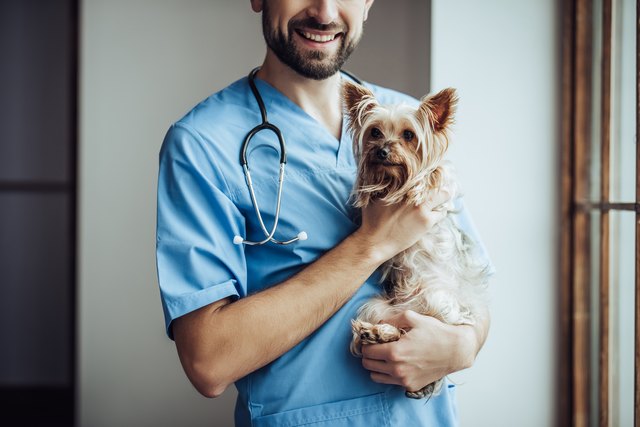 Doctor veterinarian at clinic.