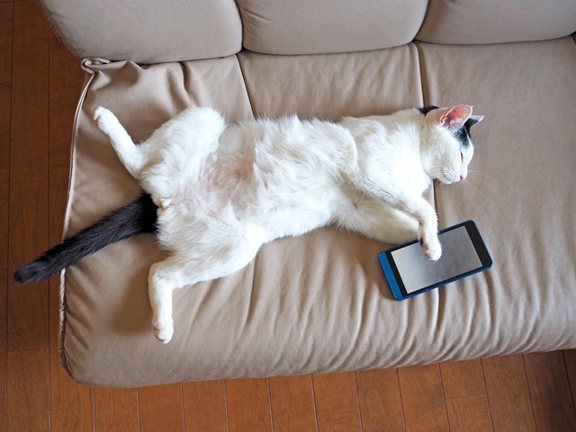 Cat Felll Asleep While Using Smartphone
