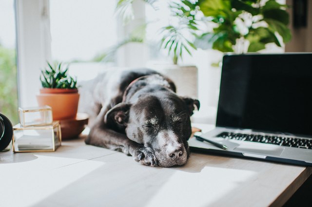 Black Dog in modern office environment