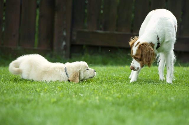 dogs learning to play together on grass