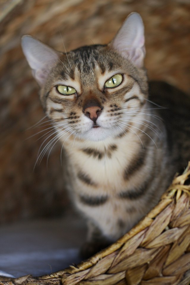Grumpy bengal cat