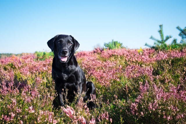 Happy Looking Dog
