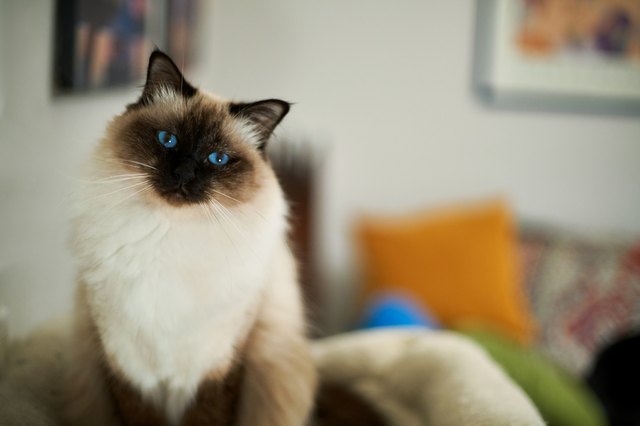 Birman Cat