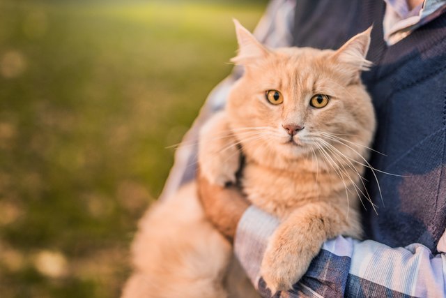 Beautiful Maine Coon cat loves being taken outdoors by his owner.