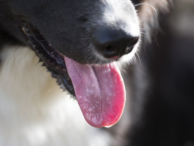 dog pica excessive drooling dog pica excessive drooling