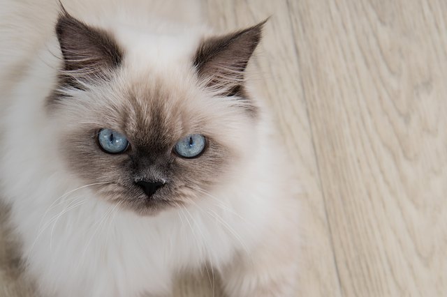 Close up portrait of fluffy cat with blue eyes.