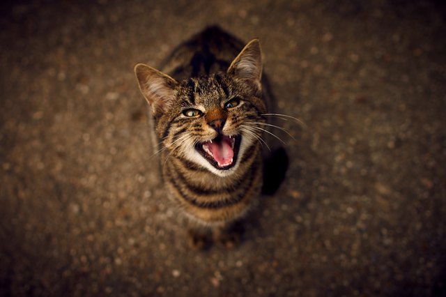 High Angle Portrait Of Cat Meowing